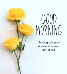 three yellow roses sitting next to each other on a white background with the words good morning