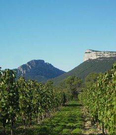 a vineyard with mountains in the background