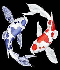 two koi fish swimming side by side on a black background with white and red colors