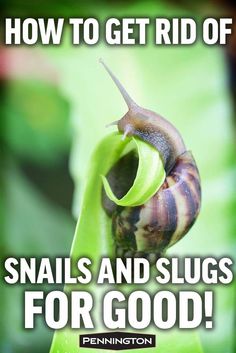 snails and slugs for good are the best ways to get rid of snails