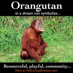 an orangutan sitting in the grass with its head turned to the side