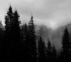 black and white photograph of pine trees in foggy mountain area with mountains in the background