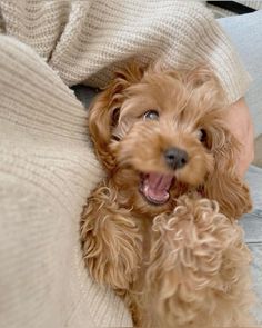 a brown dog laying on top of a person's lap