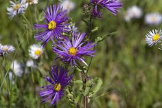 purple and white flowers are growing in the grass