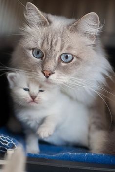 a cat and its kitten sitting next to each other