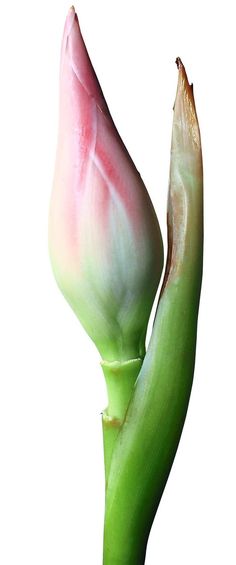 an open flower bud on a white background