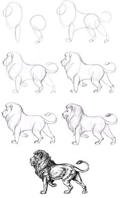 several different types of lions are shown in this drawing lesson, which shows how to draw them