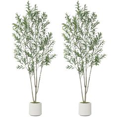 two white vases with green plants in them