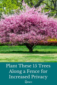 a tree with pink flowers in the grass