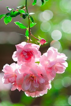 some pink flowers with green leaves and a quote about change in behavior begins with jesus changing your heart