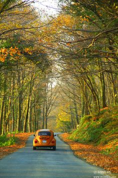 an orange car driving down a road surrounded by trees and leaves on both sides of the road