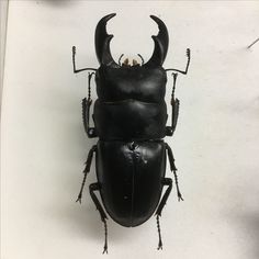 a black beetle sitting on top of a white wall