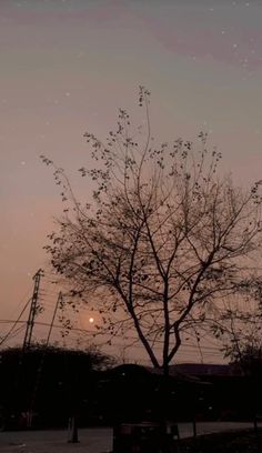 the moon is shining in the sky above a tree with no leaves at night time