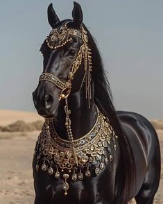 a black horse with gold jewelry on it's face and mane standing in the desert