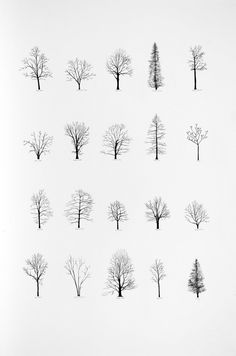 nine trees are shown in black and white, each with their own individual image on it