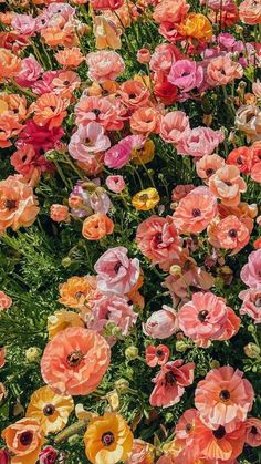 A field with peach, pink, yellow, orange, and red flowers. Peach Phone Aesthetic, Have Inspiration, Rose Orange, Beautiful Flowers Wallpapers, The Grass