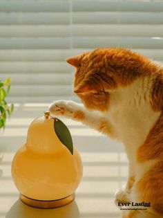 an orange and white cat playing with a yellow vase