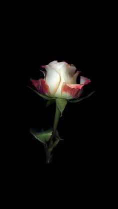 a single white and red rose on a black background