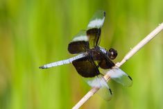 a black and white dragonfly sitting on top of a plant branch with green grass in the background