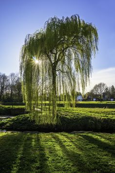 a tree in the middle of a grassy area with sun shining on it's branches