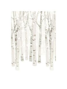 white birch trees are shown against a white background