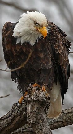 an eagle sitting on top of a tree branch