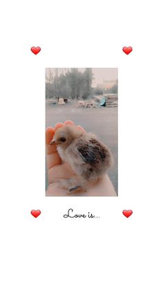 a small bird sitting on top of someone's hand with hearts in the background