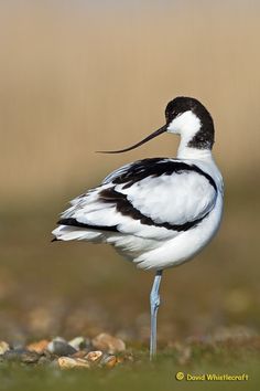 a black and white bird standing on top of a grass covered field next to rocks