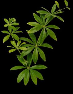 some green leaves on a black background