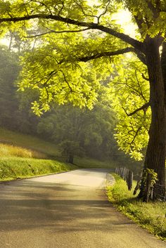 an empty road surrounded by trees and grass