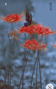 a group of red flowers with a black butterfly sitting on top of one of them