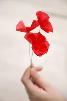 a person is holding some red flowers in their hand and it looks like they are floating