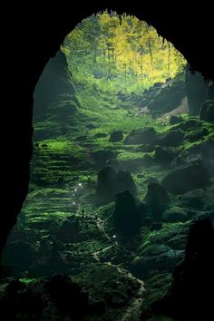 a cave filled with lots of green plants and rocks