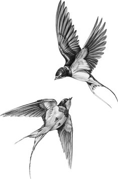 two birds flying side by side in the air