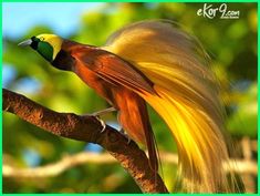 a colorful bird perched on top of a tree branch with its wings spread out in the wind