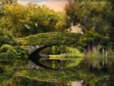 a bridge over water surrounded by trees and bushes