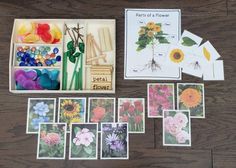 an assortment of flowers and seed packets on a wooden table with matching cards in them