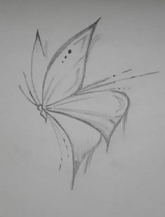 a pencil drawing of a butterfly