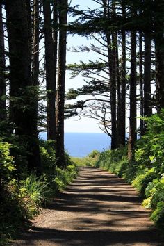 a dirt road surrounded by tall trees with the ocean in the background