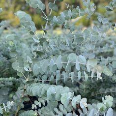 some very pretty green plants with leaves on them