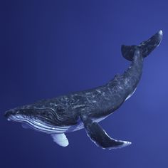 a humpback whale swims in the deep blue water