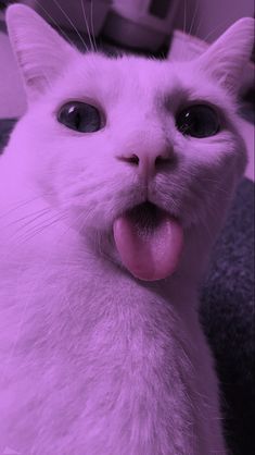 a white cat with its tongue hanging out