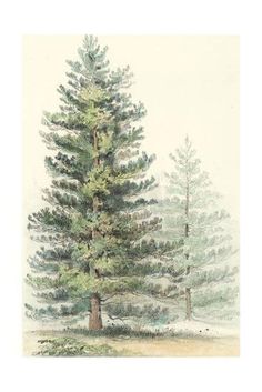 a watercolor painting of a pine tree in the snow, framed on white paper