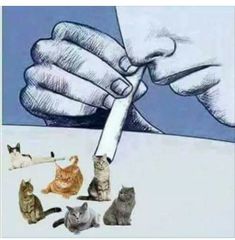 several cats sitting in front of a person holding a knife