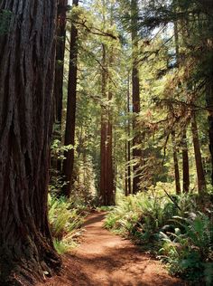 a dirt path surrounded by tall trees and ferns