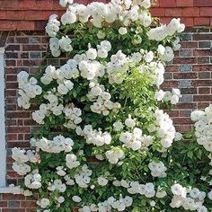 white flowers growing on the side of a brick wall