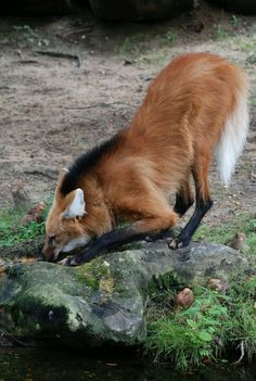 an animal that is eating some grass by the water's edge with it's tail sticking out