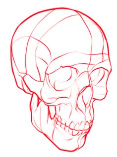 a drawing of a human skull