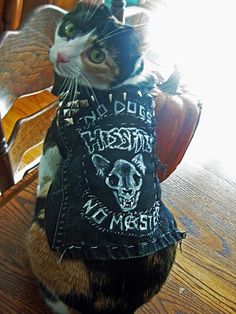 Heavy Metal Cat, Punk Cats, Silly Animals, Silly Cats, Cute Creatures, Pretty Cats, Juno