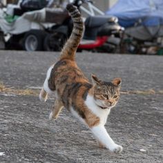 a cat is running across the street